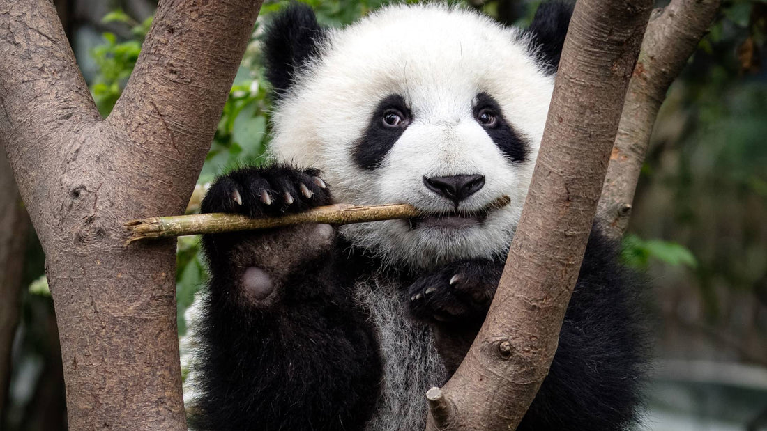 L'alimentation des Pandas