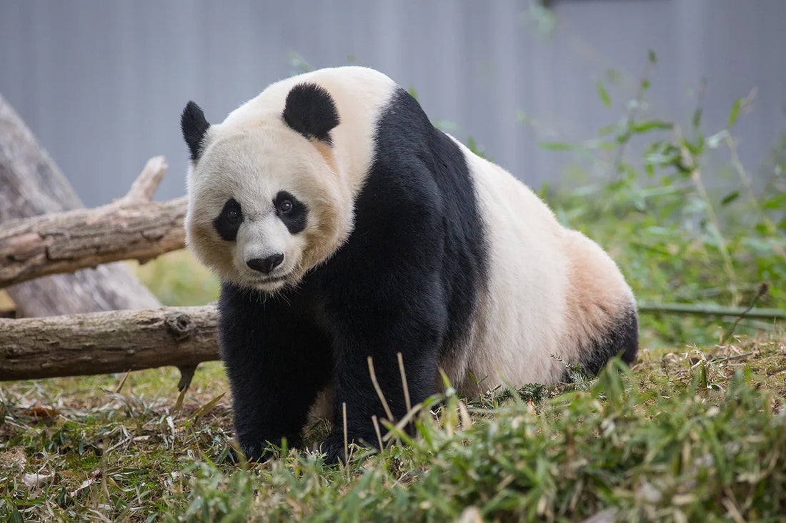 Mei Xiang fête son 25e anniversaire au Smithsonian