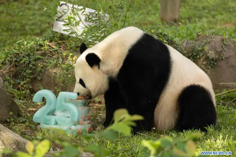 Mei Xiang fête son 25e anniversaire au Smithsonian