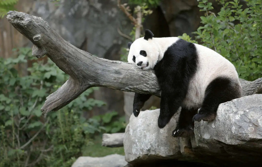 Mei Xiang fête son 25e anniversaire au Smithsonian