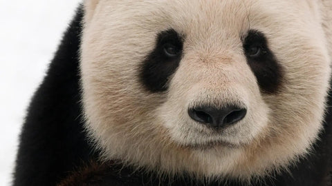 Pandas en Danger: Combien de Panda reste-t-il dans le Monde