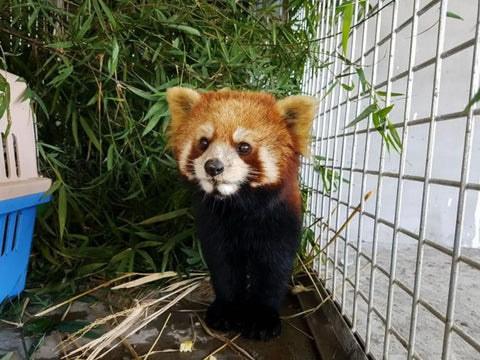 Pandas en Danger: Combien de Panda reste-t-il dans le Monde