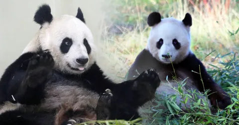 Yang Guang et Tian Tian quitteront l’Ecosse en 2023