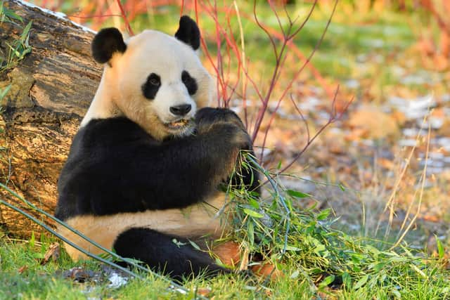 Yang Guang et Tian Tian quitteront l’Ecosse en 2023