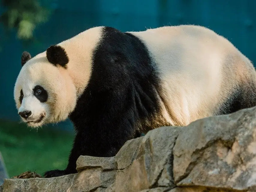 Mei Xiang fête son 25e anniversaire au Smithsonian