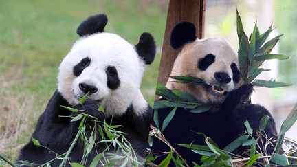 Yang Guang et Tian Tian quitteront l’Ecosse en 2023